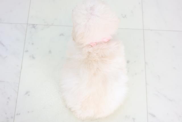 山口県のトイプードル(トイ) (Coo&RIKUサンパークあじす店/2025年12月17日生まれ/女の子/ホワイト)の子犬の4枚目の画像