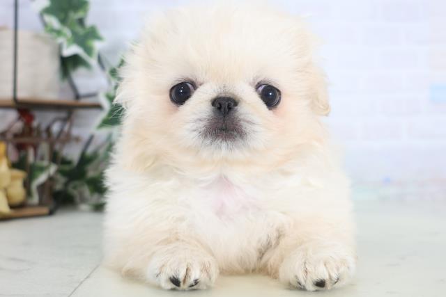佐賀県のペキニーズ (Coo&RIKU佐賀神埼店/2025年12月17日生まれ/男の子/クリーム)の子犬の1枚目の画像