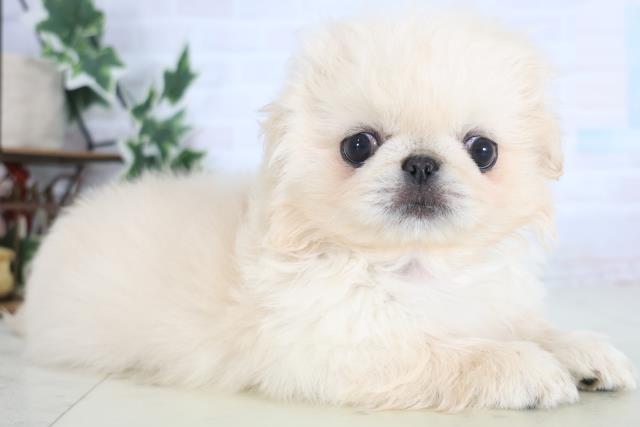 佐賀県のペキニーズ (Coo&RIKU佐賀神埼店/2025年12月17日生まれ/男の子/クリーム)の子犬の2枚目の画像