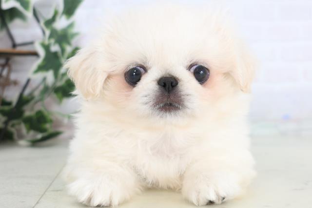 愛媛県のペキニーズ (Coo&RIKU愛媛松山店/2025年12月17日生まれ/男の子/クリーム)の子犬の1枚目の画像