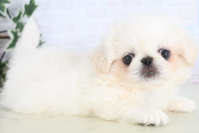 愛媛県のペキニーズ (Coo&RIKU愛媛松山店/2025年12月17日生まれ/男の子/クリーム)の子犬の2枚目の画像