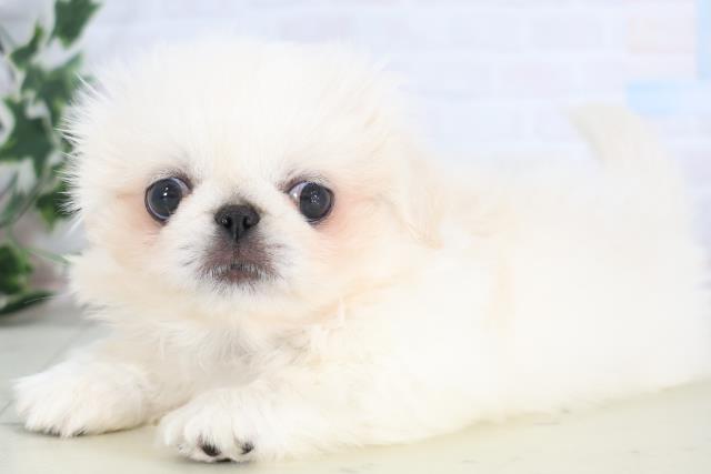 愛媛県のペキニーズ (Coo&RIKU愛媛松山店/2025年12月17日生まれ/男の子/クリーム)の子犬の3枚目の画像