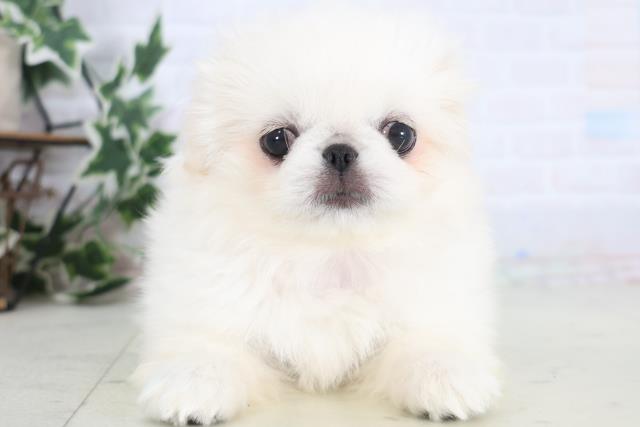 福岡県のペキニーズ (Coo&RIKU福岡東店/2025年12月17日生まれ/女の子/クリーム)の子犬の1枚目の画像