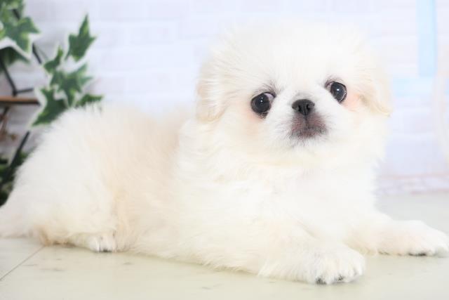 福岡県のペキニーズ (Coo&RIKU福岡東店/2025年12月17日生まれ/女の子/クリーム)の子犬の2枚目の画像