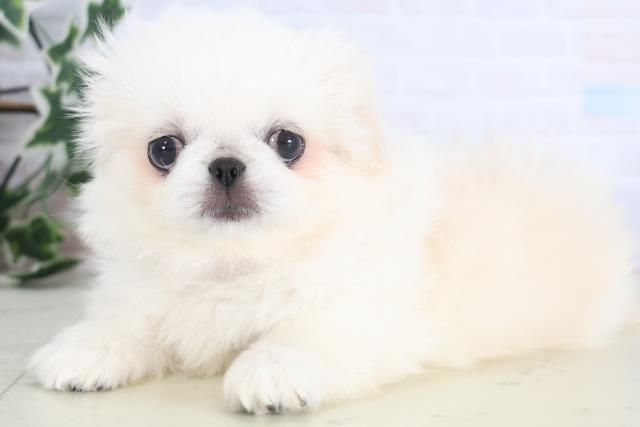 福岡県のペキニーズ (Coo&RIKU福岡東店/2025年12月17日生まれ/女の子/クリーム)の子犬の3枚目の画像