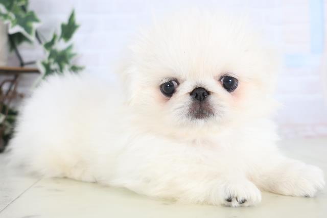 福岡県のペキニーズ (Coo&RIKU黒崎店/2025年12月17日生まれ/女の子/クリーム)の子犬の2枚目の画像