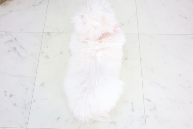 福岡県のペキニーズ (Coo&RIKU黒崎店/2025年12月17日生まれ/女の子/クリーム)の子犬の4枚目の画像