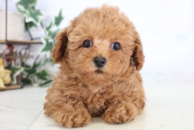 福岡県のトイプードル(トイ) (Coo&RIKU行橋店/2025年12月17日生まれ/女の子/レッド)の子犬の1枚目の画像