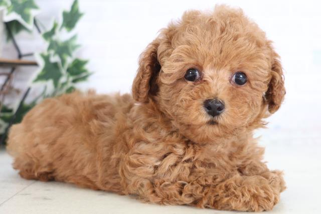 福岡県のトイプードル(トイ) (Coo&RIKU行橋店/2025年12月17日生まれ/女の子/レッド)の子犬の2枚目の画像