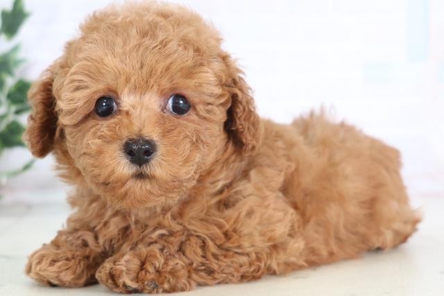 福岡県のトイプードル(トイ) (Coo&RIKU行橋店/2025年12月17日生まれ/女の子/レッド)の子犬の3枚目の画像