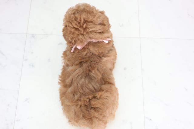福岡県のトイプードル(トイ) (Coo&RIKU行橋店/2025年12月17日生まれ/女の子/レッド)の子犬の4枚目の画像