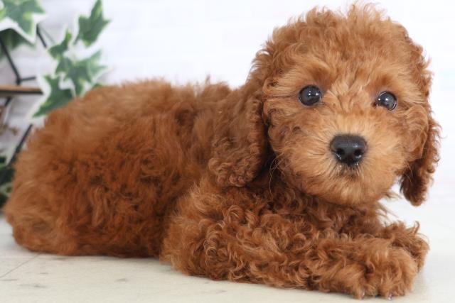 熊本県のトイプードル(トイ) (Coo&RIKU熊本店/2025年12月18日生まれ/男の子/レッド)の子犬の2枚目の画像