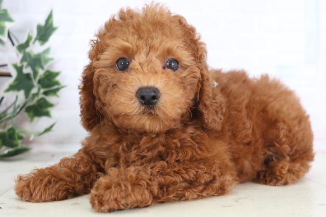 熊本県のトイプードル(トイ) (Coo&RIKU熊本店/2025年12月18日生まれ/男の子/レッド)の子犬の3枚目の画像