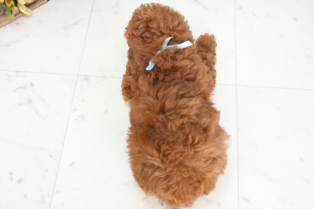 熊本県のトイプードル(トイ) (Coo&RIKU熊本店/2025年12月18日生まれ/男の子/レッド)の子犬の4枚目の画像