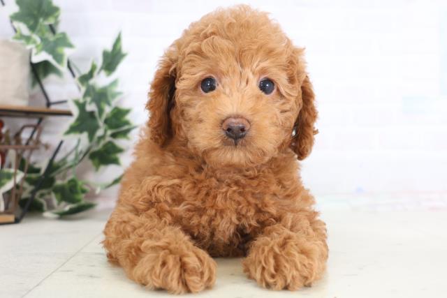 宮崎県のトイプードル(トイ) (Coo&RIKU宮崎店/2025年12月18日生まれ/男の子/アプリコット)の子犬の1枚目の画像