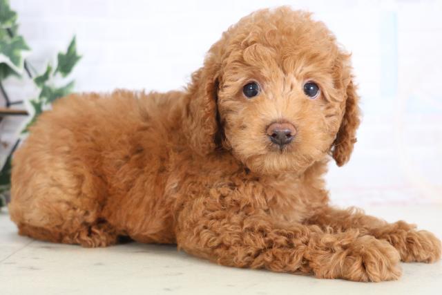 宮崎県のトイプードル(トイ) (Coo&RIKU宮崎店/2025年12月18日生まれ/男の子/アプリコット)の子犬の2枚目の画像