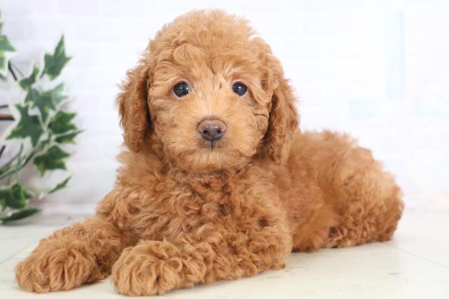 宮崎県のトイプードル(トイ) (Coo&RIKU宮崎店/2025年12月18日生まれ/男の子/アプリコット)の子犬の3枚目の画像