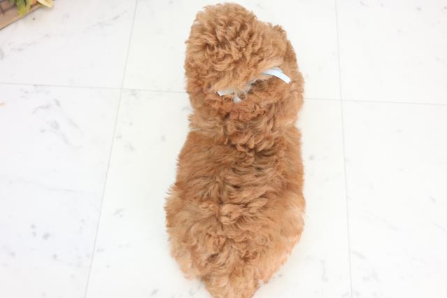 宮崎県のトイプードル(トイ) (Coo&RIKU宮崎店/2025年12月18日生まれ/男の子/アプリコット)の子犬の4枚目の画像