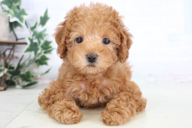 福岡県のトイプードル(トイ) (Coo&RIKU久留米店/2025年12月18日生まれ/女の子/アプリコット)の子犬の1枚目の画像