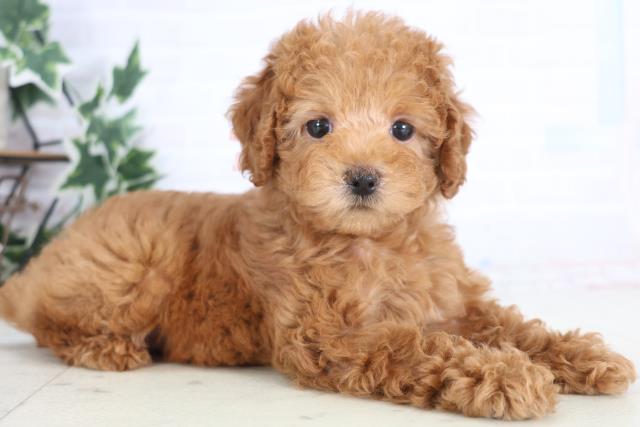 福岡県のトイプードル(トイ) (Coo&RIKU久留米店/2025年12月18日生まれ/女の子/アプリコット)の子犬の2枚目の画像