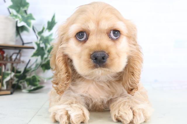 鳥取県のアメリカンコッカースパニエル (Coo&RIKUラ・ムー鳥取東店/2025年12月19日生まれ/男の子/バフ)の子犬の1枚目の画像