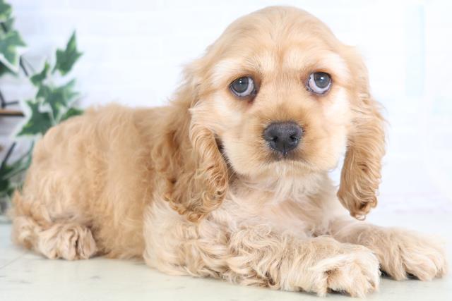 鳥取県のアメリカンコッカースパニエル (Coo&RIKUラ・ムー鳥取東店/2025年12月19日生まれ/男の子/バフ)の子犬の2枚目の画像