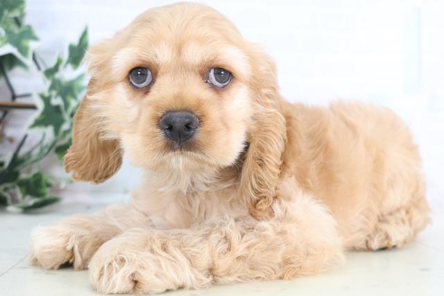 鳥取県のアメリカンコッカースパニエル (Coo&RIKUラ・ムー鳥取東店/2025年12月19日生まれ/男の子/バフ)の子犬の3枚目の画像