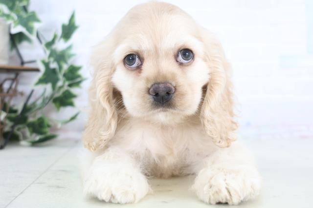 山口県のアメリカンコッカースパニエル (Coo&RIKUサンパークあじす店/2025年12月19日生まれ/女の子/バフ)の子犬の1枚目の画像