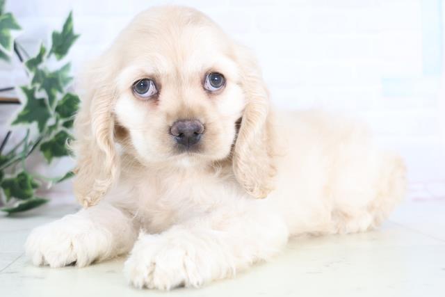 山口県のアメリカンコッカースパニエル (Coo&RIKUサンパークあじす店/2025年12月19日生まれ/女の子/バフ)の子犬の3枚目の画像