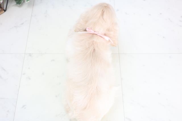 山口県のアメリカンコッカースパニエル (Coo&RIKUサンパークあじす店/2025年12月19日生まれ/女の子/バフ)の子犬の4枚目の画像