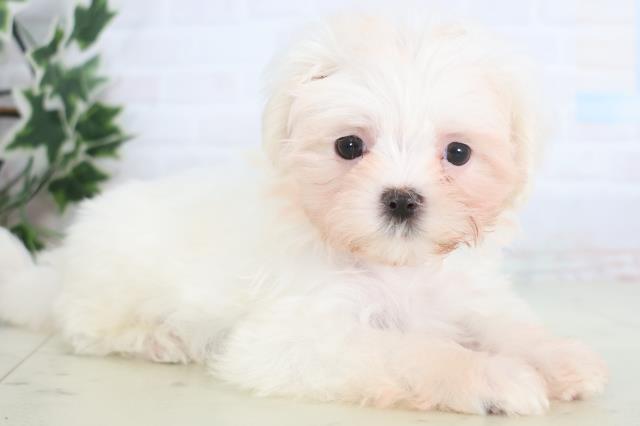 長崎県のマルチーズ (Coo&RIKU大村店/2025年12月20日生まれ/男の子/ホワイト)の子犬の2枚目の画像