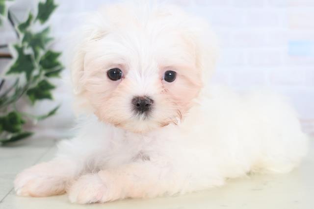 長崎県のマルチーズ (Coo&RIKU大村店/2025年12月20日生まれ/男の子/ホワイト)の子犬の3枚目の画像