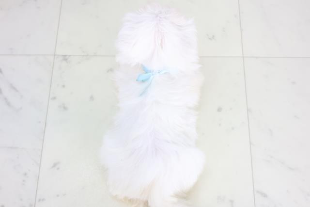 長崎県のマルチーズ (Coo&RIKU大村店/2025年12月20日生まれ/男の子/ホワイト)の子犬の4枚目の画像