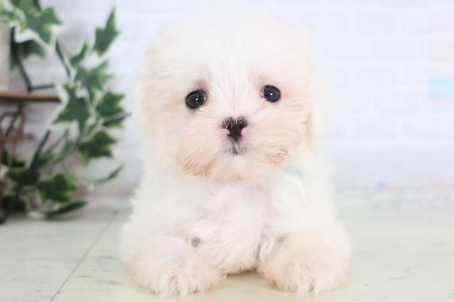 長崎県のマルチーズ (Coo&RIKU長崎浜町店/2025年12月20日生まれ/男の子/ホワイト)の子犬の1枚目の画像