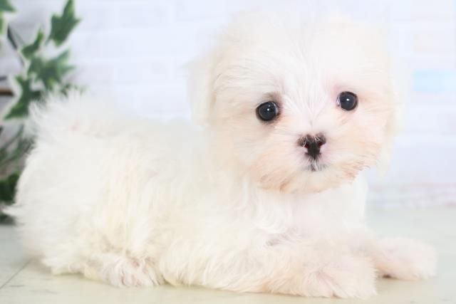 長崎県のマルチーズ (Coo&RIKU長崎浜町店/2025年12月20日生まれ/男の子/ホワイト)の子犬の2枚目の画像