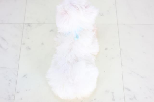 長崎県のマルチーズ (Coo&RIKU長崎浜町店/2025年12月20日生まれ/男の子/ホワイト)の子犬の4枚目の画像