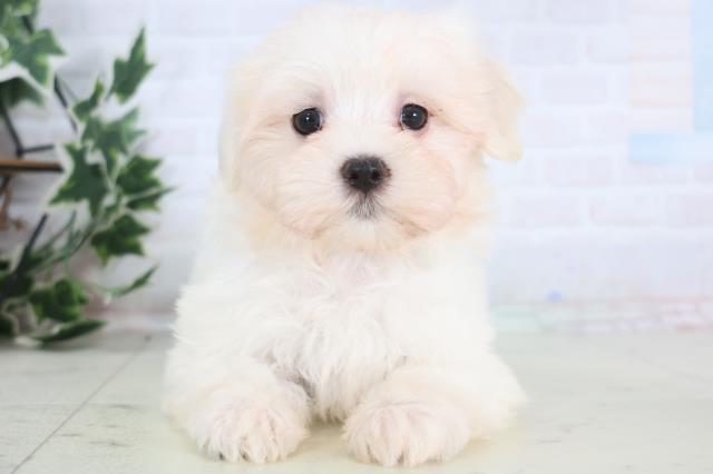 熊本県のマルチーズ (Coo&RIKUカリーノ玉名店/2025年12月20日生まれ/男の子/ホワイト)の子犬の1枚目の画像