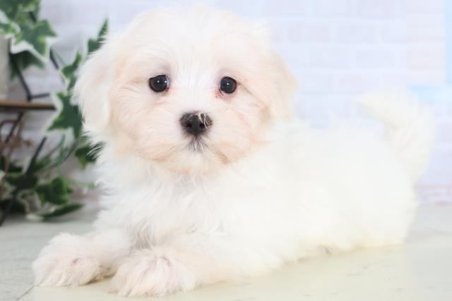 熊本県のマルチーズ (Coo&RIKUカリーノ玉名店/2025年12月20日生まれ/男の子/ホワイト)の子犬の3枚目の画像