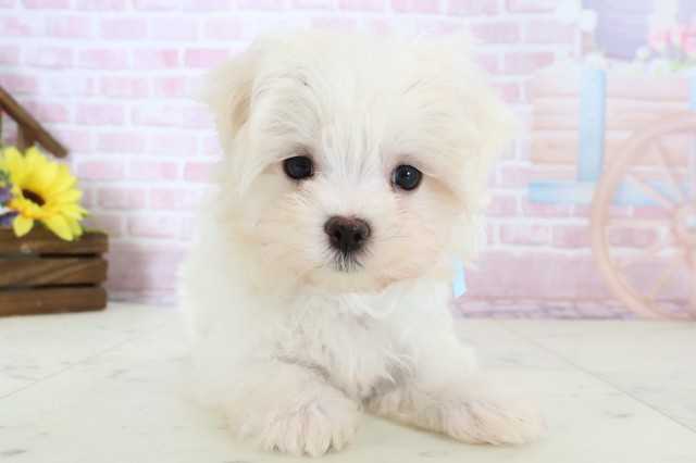 広島県のマルチーズ (Coo&RIKUゆめタウン大竹店/2025年12月20日生まれ/男の子/ホワイト)の子犬の1枚目の画像