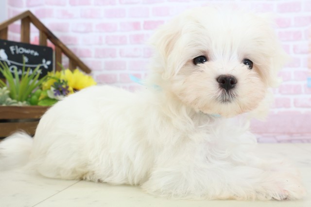 広島県のマルチーズ (Coo&RIKUゆめタウン大竹店/2025年12月20日生まれ/男の子/ホワイト)の子犬の2枚目の画像