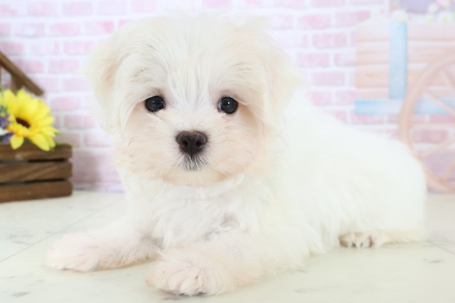 広島県のマルチーズ (Coo&RIKUゆめタウン大竹店/2025年12月20日生まれ/男の子/ホワイト)の子犬の3枚目の画像