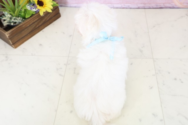 広島県のマルチーズ (Coo&RIKUゆめタウン大竹店/2025年12月20日生まれ/男の子/ホワイト)の子犬の4枚目の画像