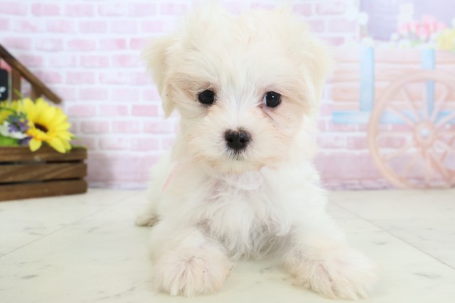 鹿児島県のマルチーズ (Coo&RIKU鹿屋店/2025年12月20日生まれ/女の子/ホワイト)の子犬の1枚目の画像