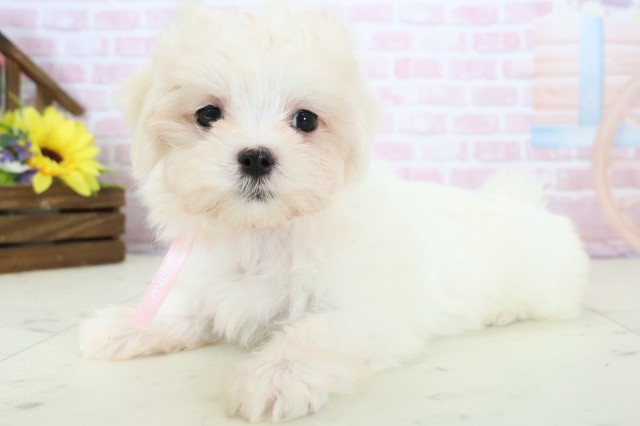 鹿児島県のマルチーズ (Coo&RIKU鹿屋店/2025年12月20日生まれ/女の子/ホワイト)の子犬の3枚目の画像