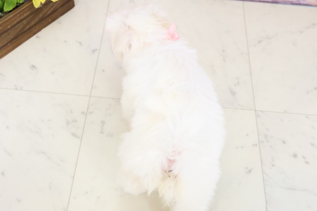 鹿児島県のマルチーズ (Coo&RIKU鹿屋店/2025年12月20日生まれ/女の子/ホワイト)の子犬の4枚目の画像