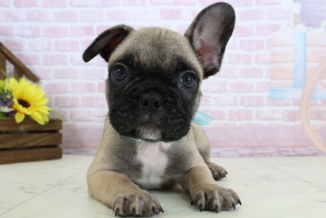 福岡県のフレンチブルドッグ (Coo&RIKU小倉店/2025年12月20日生まれ/男の子/フォーン)の子犬の1枚目の画像