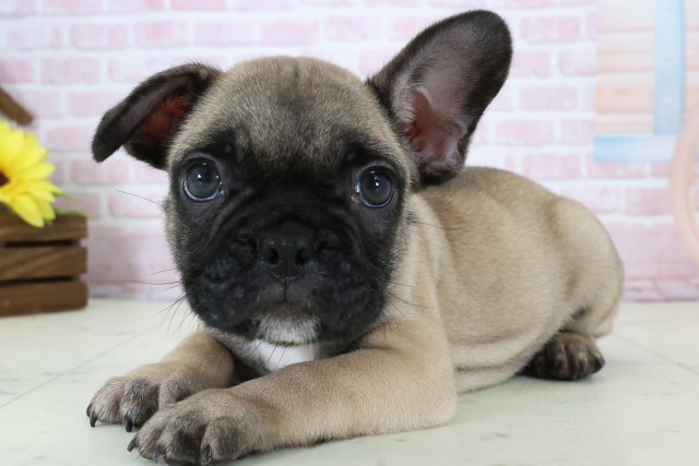 福岡県のフレンチブルドッグ (Coo&RIKU小倉店/2025年12月20日生まれ/男の子/フォーン)の子犬の3枚目の画像