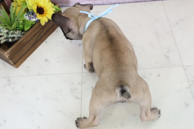 福岡県のフレンチブルドッグ (Coo&RIKU小倉店/2025年12月20日生まれ/男の子/フォーン)の子犬の4枚目の画像