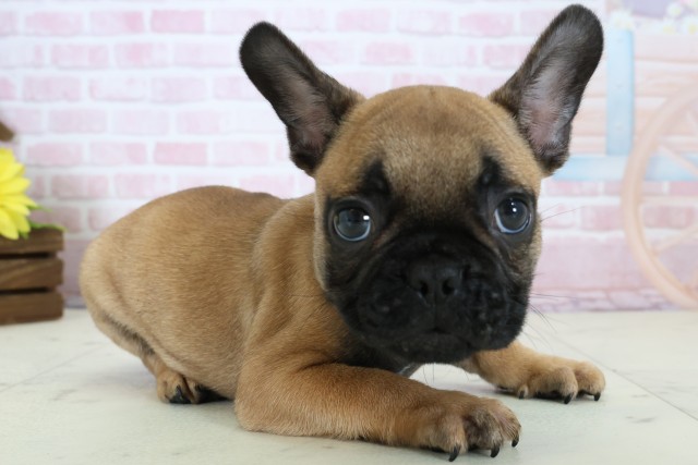 愛媛県のフレンチブルドッグ (Coo&RIKU大洲店/2025年12月20日生まれ/男の子/フォーン)の子犬の2枚目の画像