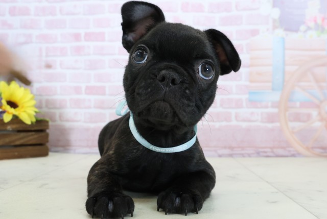 愛媛県のフレンチブルドッグ (Coo&RIKUイオンタウン川之江店/2025年12月20日生まれ/男の子/ブリンドル)の子犬の1枚目の画像